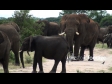 Elephant African 3 1305